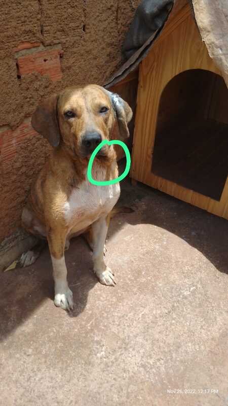 Cachorro com caroço no pescoço 