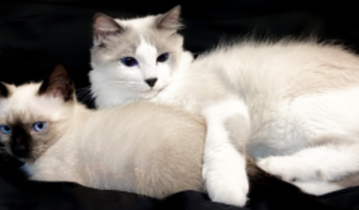 Doações para produção de conteúdo ♥️