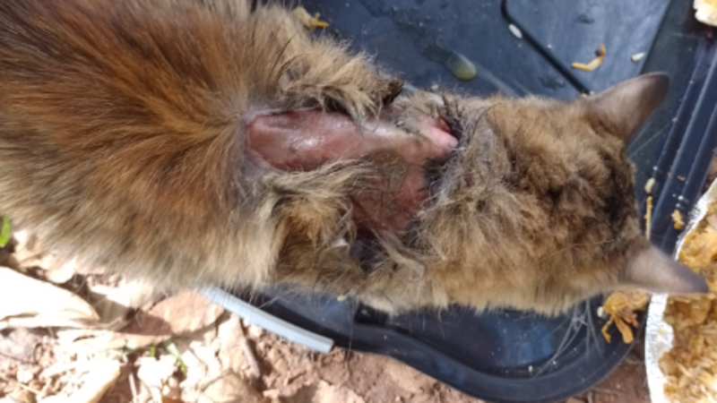 imagem da vaquinha Ajude o gato caramelo/ abandonado com ferimentos graves