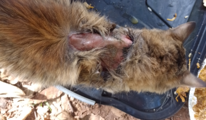 Ajude o gato caramelo/ abandonado com ferimentos graves 