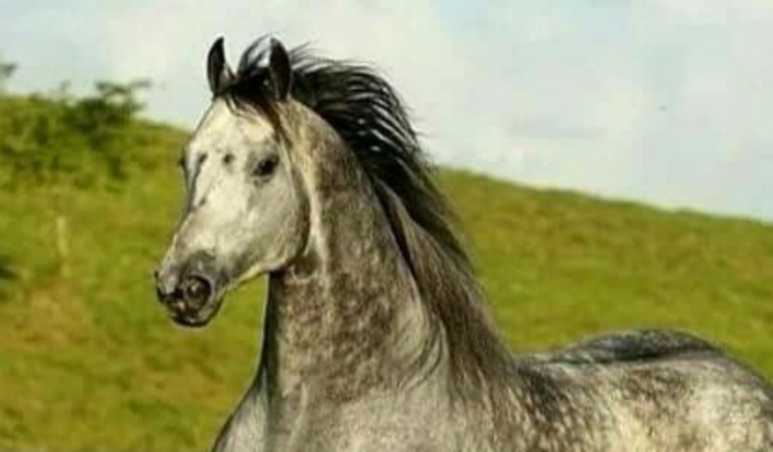 Cavalo quarto de milha 🍷🗿