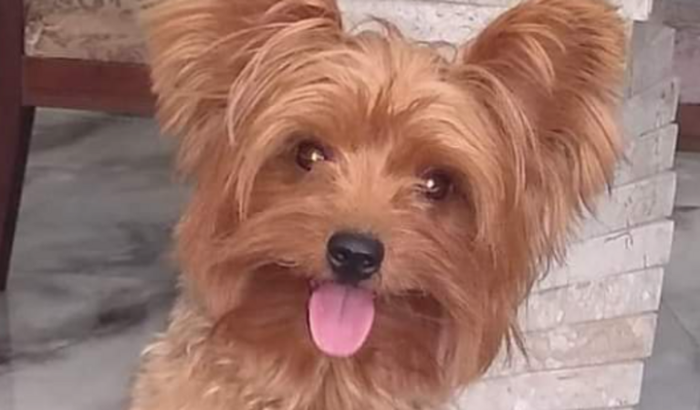 Viagem do meu Doguinho 