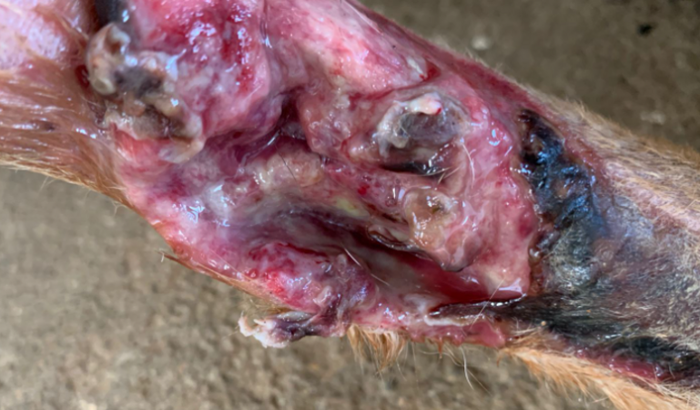 Preciso da sua ajuda pra pagar uma cirurgia de um cão de rua.  