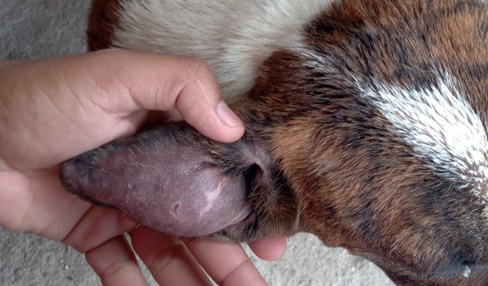 Meu cachorro de nome TIGRÃO, necessita de ajuda , pois esta com OTOHEMATOMA 