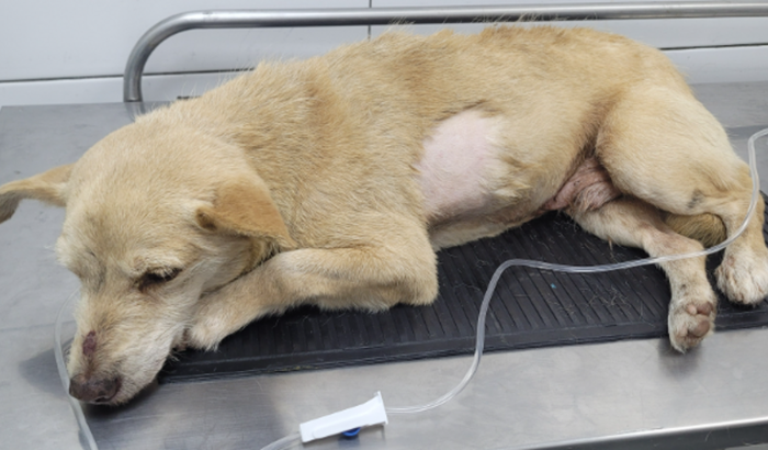 Ajude o Cãozinho da Vila