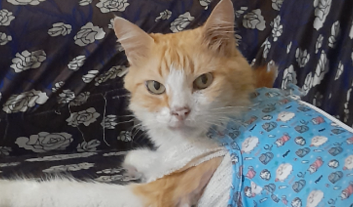 Mel contra a infecção do útero