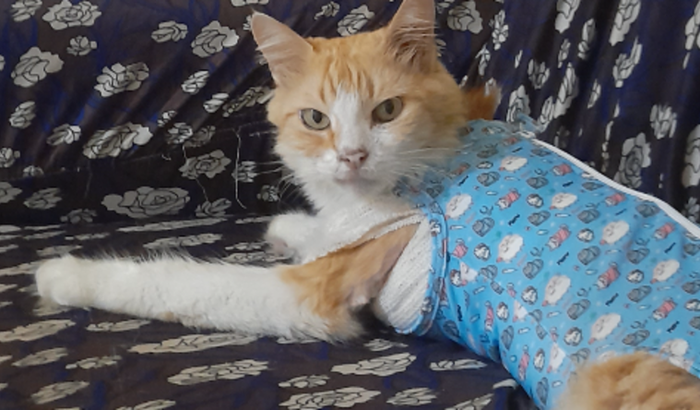 Salve a Mel infecção do útero