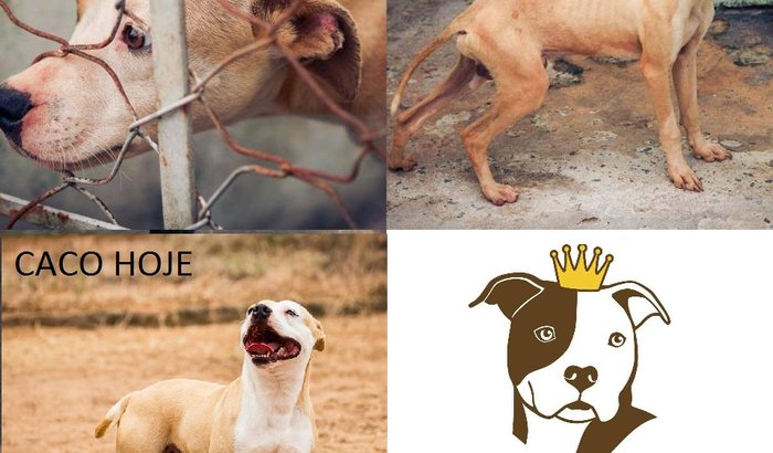 NÃO DEIXE O RECANTO DOS PIT BULLS ACABAR