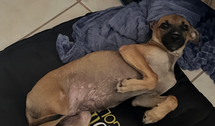 Ajude o caramelo ( vítima de atropelamento)