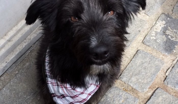 Cachorrinho atropelado precisa de ajuda na internação 