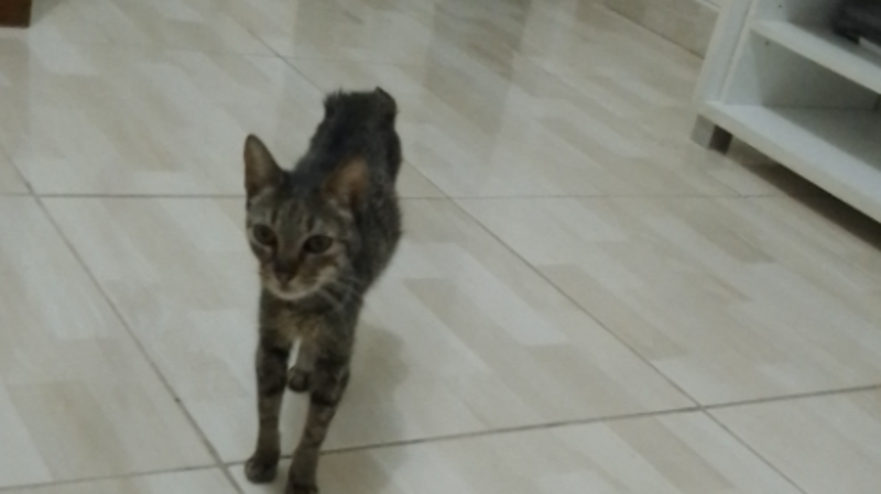 imagem da vaquinha Ajuda pra minha gata Milly