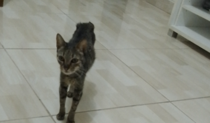Ajuda pra minha gata Milly
