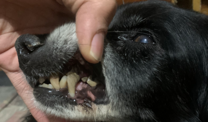 Arrecadação pra remoção dos dentes do meu cachorro que já tem 13 anos 