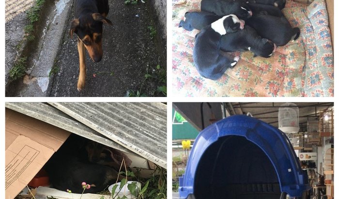 Casinha para Preta & Pretinhos