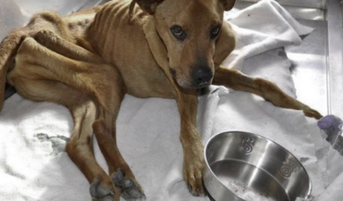 Ajudar o Boby a fazer uma cirurgia de urgencia