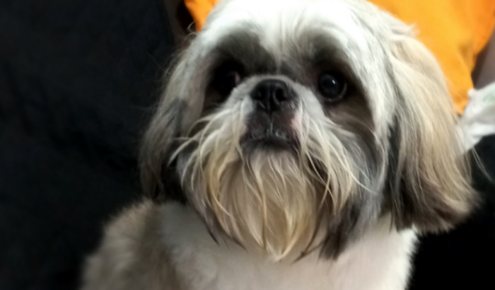 Cirurgia da maxilar cachorro