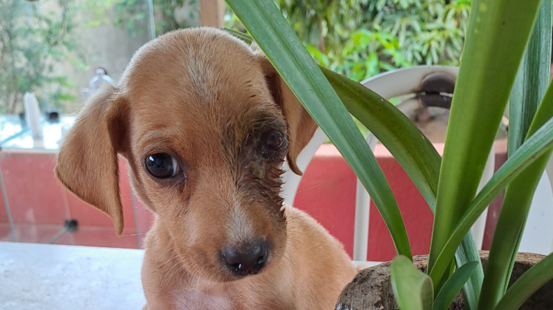 imagem da vaquinha Retirada do olho do Tutu