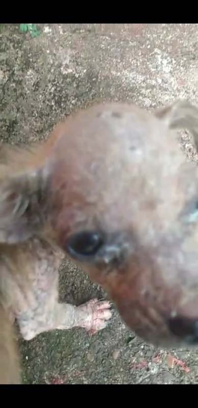 Cachorrinho muito debilitado