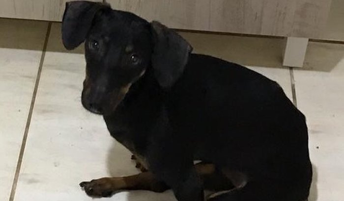 " César, o cãozinho do canil "