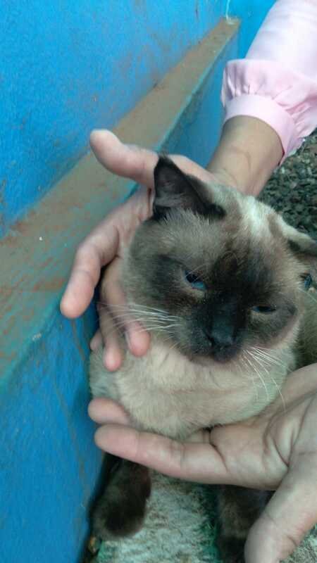 imagem da vaquinha Gata atropelada 