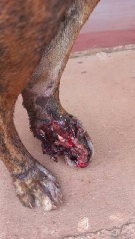 CACHORRO ATROPELADO 