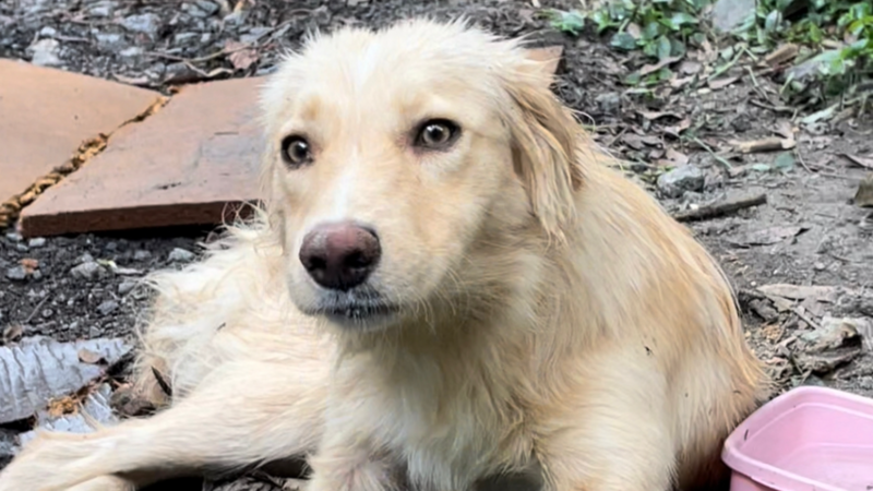 imagem da vaquinha VAKINHA CACHORRO RESGATADO ( CONSEGUIMOS!!! )