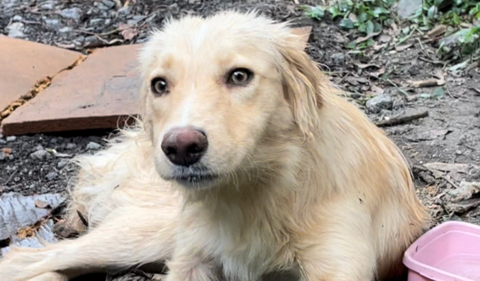 VAKINHA CACHORRO RESGATADO ( CONSEGUIMOS!!! )