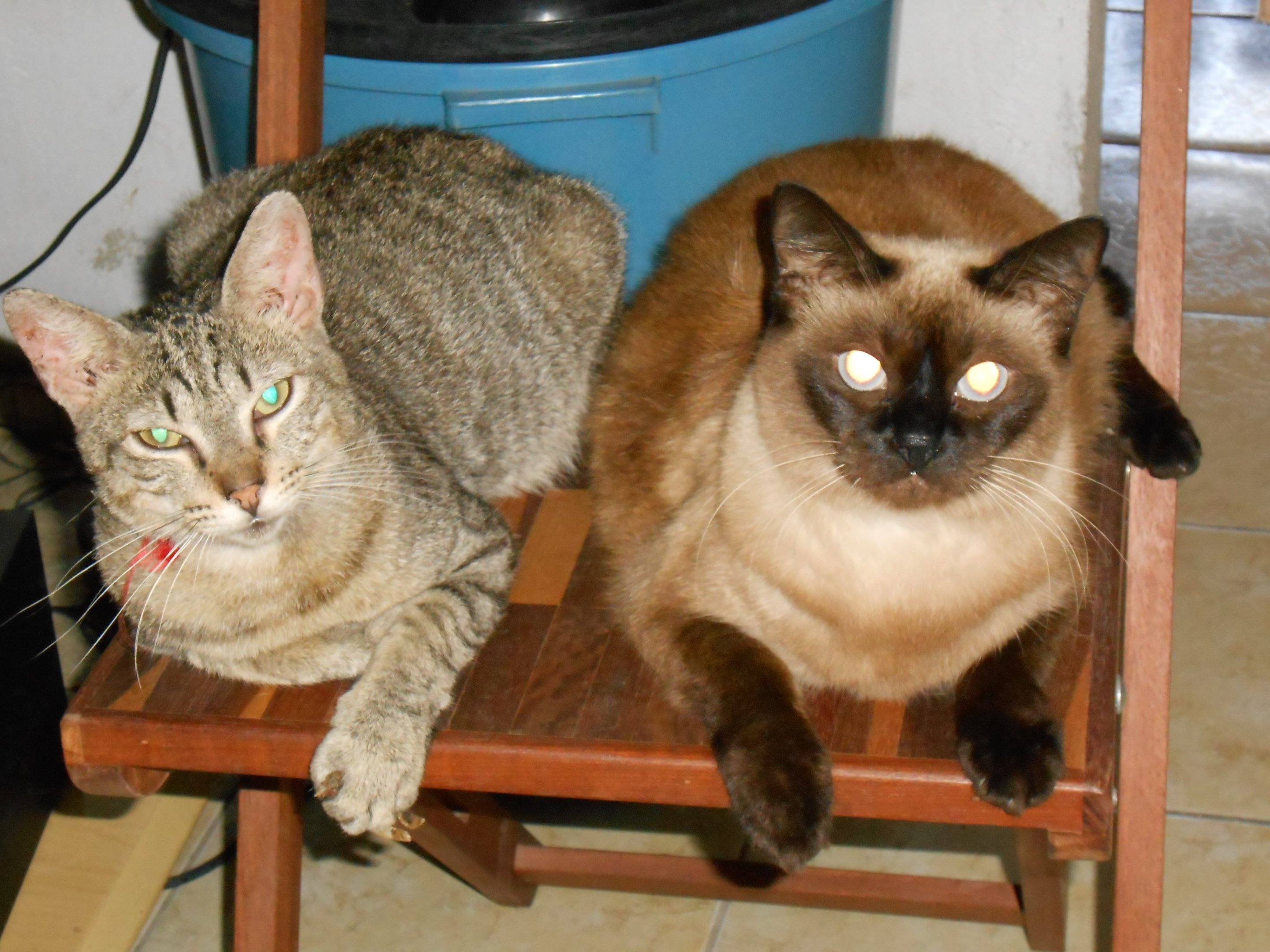 Gatinhos help(ajuda para os meus gatinhos)