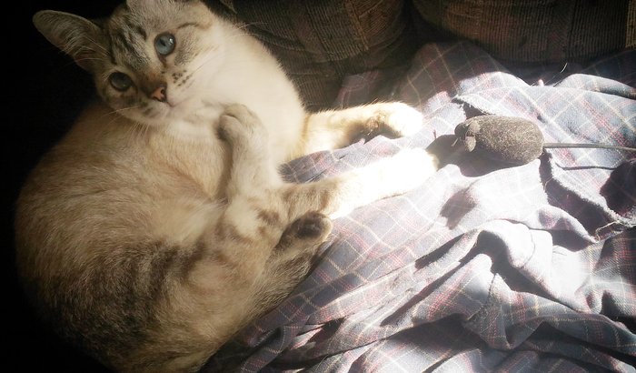 Ajude a Karen a pagar a dívida com a veterinária
