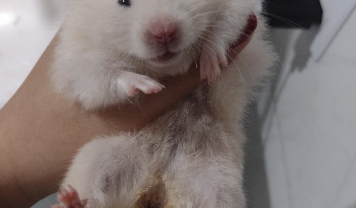 Meu hamster está possivelmente com dermatite