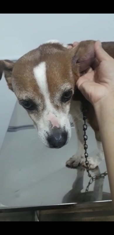 Cachorro com Otohematoma