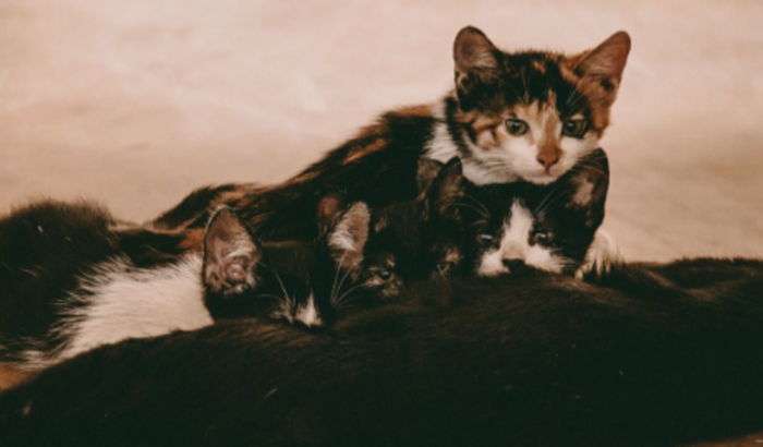 Castração de gatinhos