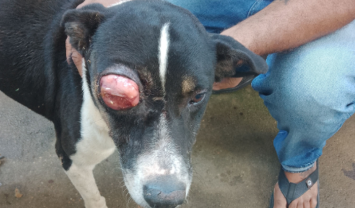 Peço quem pode me ajudar com a cirurgia do meu cachorro bethoven,ele tem tumor no olho direito e no pênis...