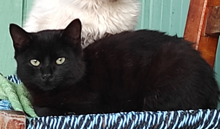 Ajuda para a gata Rebeca