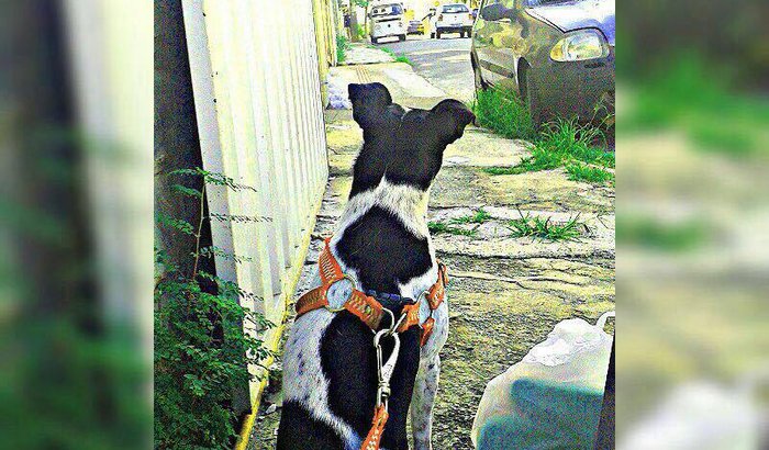 Ajude o meu cachorro, por favor! 