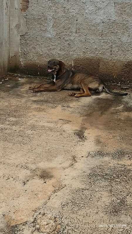 Casinha para abrigar animal 