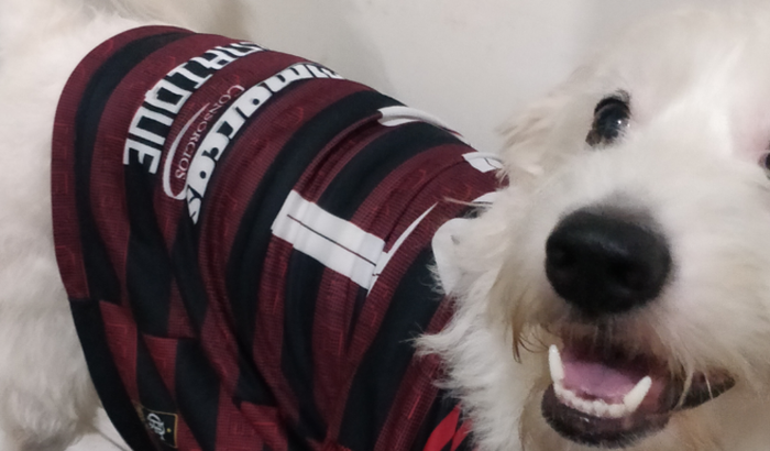 pet shop ( BANHO E TOSA )