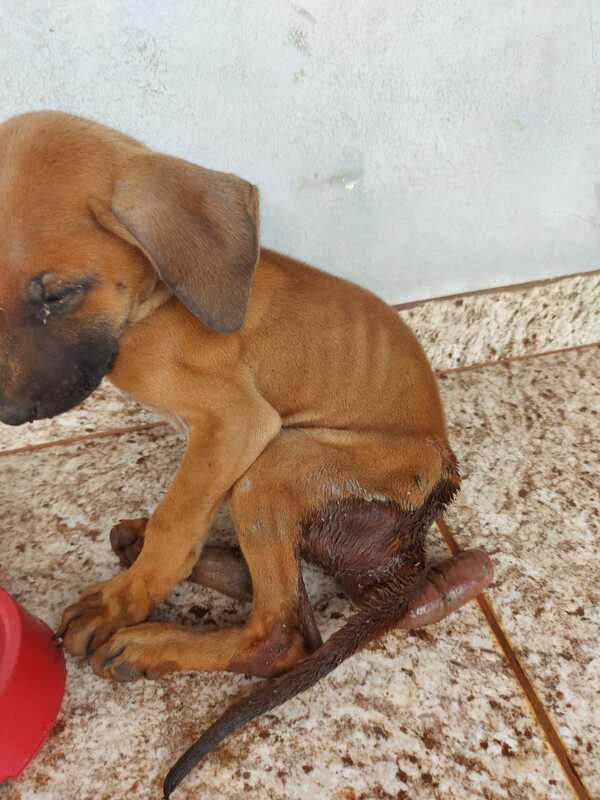 Animal com suas tripas para fora 