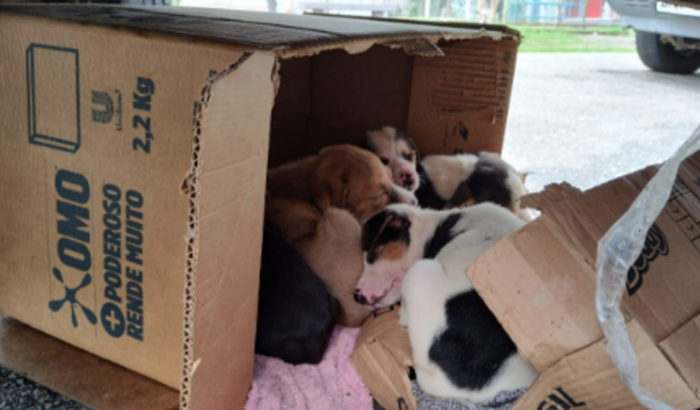 Ajuda aos 7 Cães Filhotes abandonados em Santíssimo - RJ