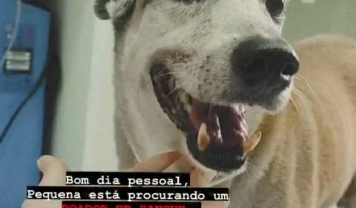 Pequena