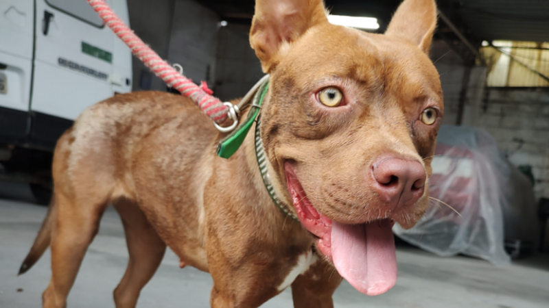 imagem da vaquinha Pitbull Bella atropelada, custos com essa princesa até encontrar uma família 