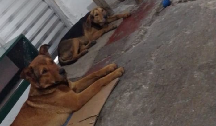 Ajuda para os 2  animais  que foram abandonado 