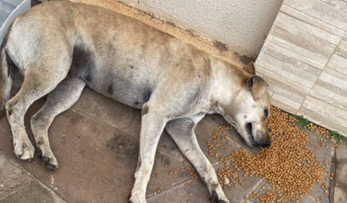 Cachorro atropelado 