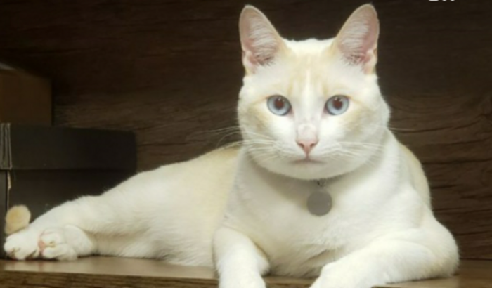 RAÇÃO DO NOSSO GATO AMADO ESTÁ ACABANDO; ESTOU DESEMPREGADO