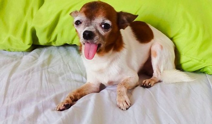 Cirurgia mandíbula do cachorro