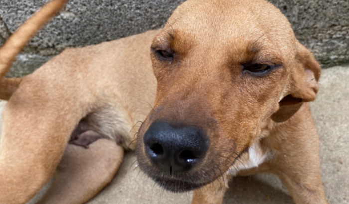 AJUDE A ASSOCIAÇÃO DE PROTEÇÃO ANIMAL DE CAPIM BRANCO