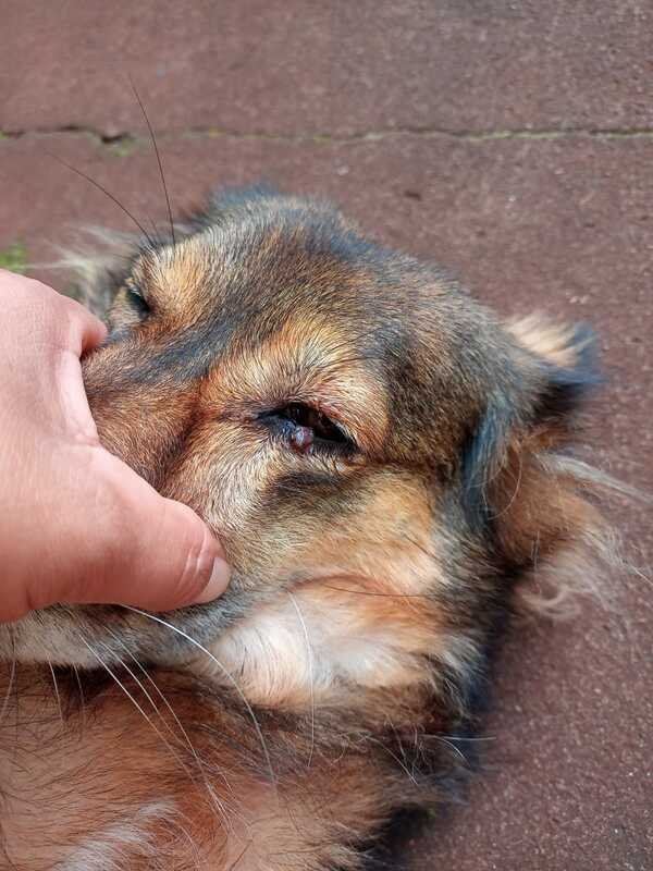 Cachorra com tumor no olho 