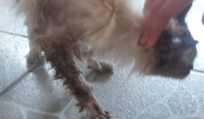 Minha gatinha belinha esta com problema de intestino ela preciça opera