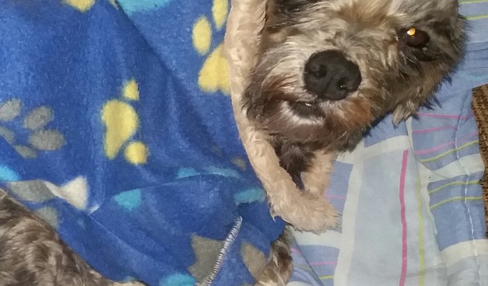 AJUDE O ABRIGO DA BORIKA! 