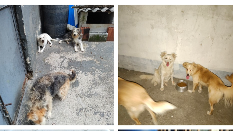 imagem da vaquinha Mudança dos cães!